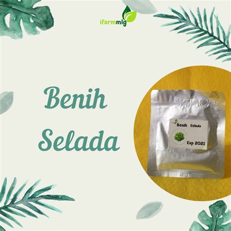 Jual Benih Selada Bibit Selada Hijau 75 biji - Benih Selada Hidroponik ...