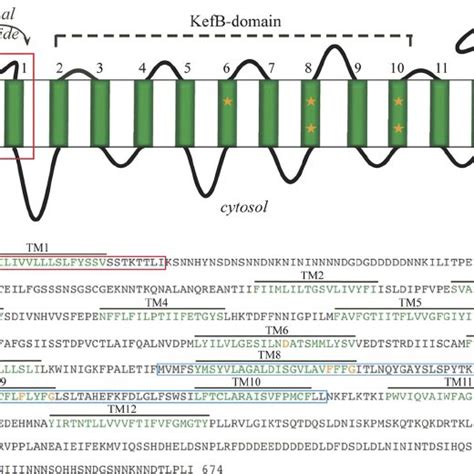 Deduced Structure Of Dictyostelium Discoideum Nhe A The Model For