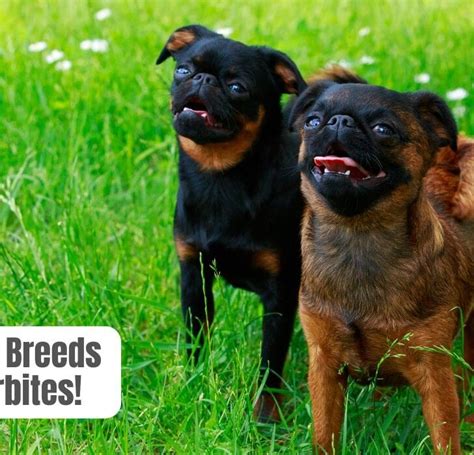 13 Dog Breeds With UNDERBITES: (+ Photos) – The Puppy Mag