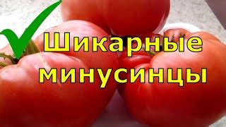 Томат Аленка: отзывы, описание сорта, фото, видео, отзывы, характеристики