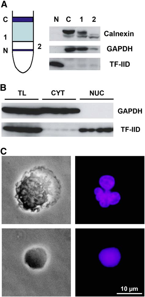 Nucleus Purification By Lgc Is Suitable For A Variety Of Cell Types