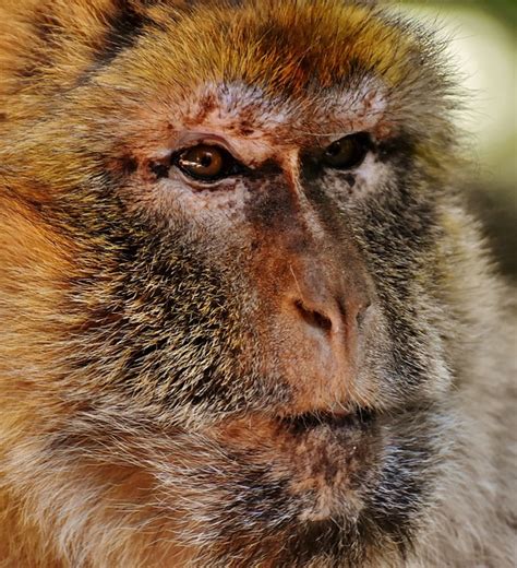 Barbary Macaque Threatend Species Free Photo On Pixabay Pixabay