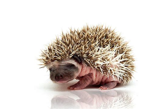 150+ Hoglet Stock Photos, Pictures & Royalty-Free Images - iStock