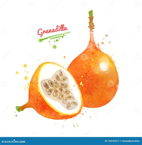 Granadilla Cartoons, Illustrations & Vector Stock Images - 1150