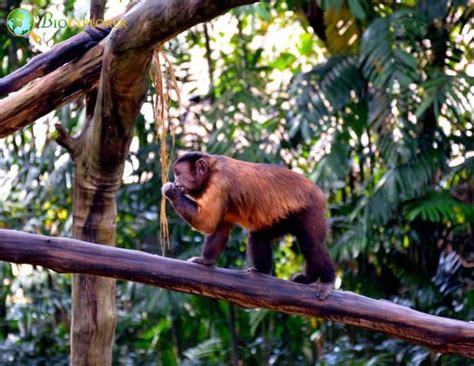 Brown Weeper Capuchin Characteristics Cebus Brunneus Facts Bioexplorer