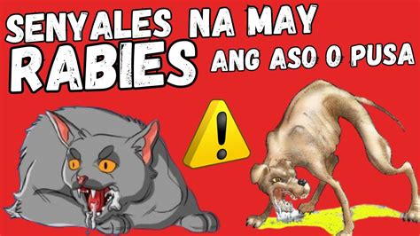 Senyales Na May Rabies Ang Aso O Pusa Paano Malalaman Kung May