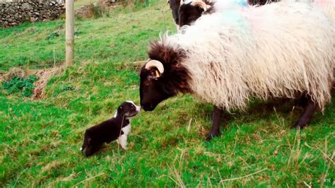 First Time For These Border Collie Puppies To Meet Sheep