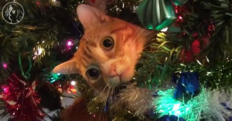 Cats Supervises” Dad Setting Up Christmas Tree Wwjd