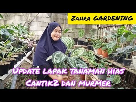 UPDATE LAPAK TANAMAN HIAS CANTIK2 DAN MURAH MERIAH ZAHRA GARDENING