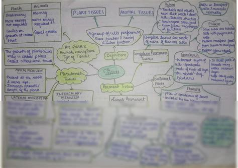 solution tissue mindmap studypool