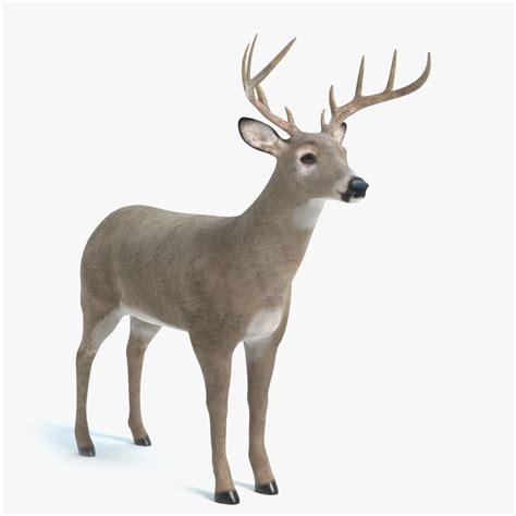 White Tailed Deer 3d Model 29 3ds Blend Dae Fbx Obj Gltf Ma