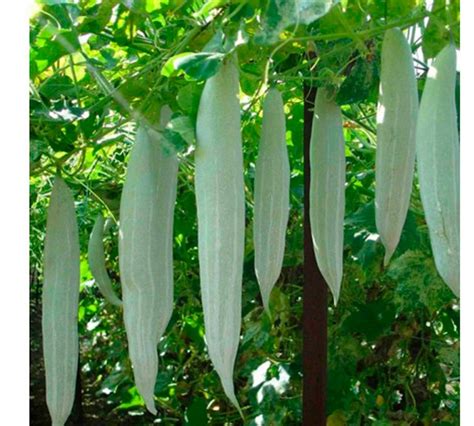 A Complete Guide To Snake Gourd Chichinda Farming Care And Management