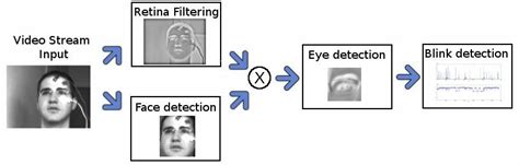 Blink Detection Method Download Scientific Diagram