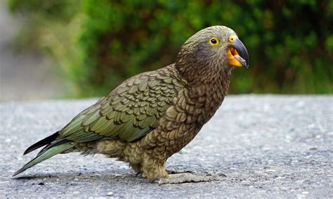 Fotos gratis pájaro ala fauna silvestre pico Nueva Zelanda