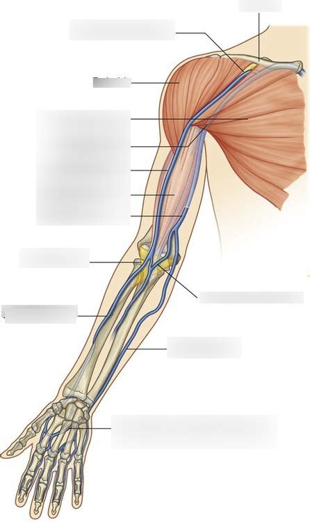 Lab 18 Arm Veins Diagram Quizlet