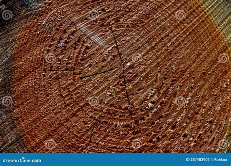 Close Up Of A Cross Section Of A Freshly Cut Log For Background Stock