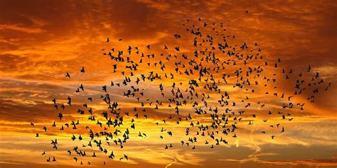 HD wallpaper: silhouette photography of flock of flying birds, emotions ...