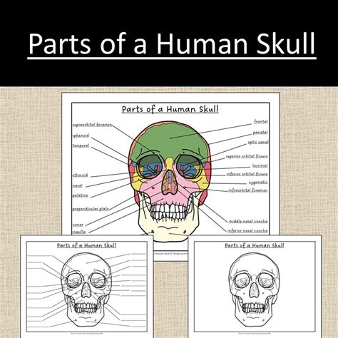 Parts Of A Human Skull Anatomy Bones Science Level 1 Worksheets Library