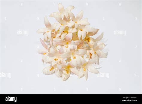 White Indian Cork Tree Flowers Also Known As Tree Jasmine