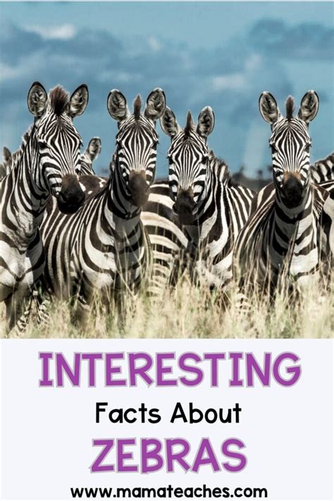 Interesting Facts About Zebras Mama Teaches