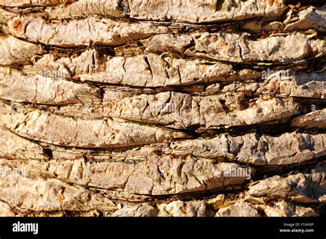 Palm Tree Bark Hi Res Stock Photography And Images Alamy