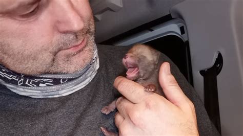 Дикая Собака Золотистая! Очень необычный волчонок. - YouTube