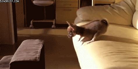 Animals Make Falling Look Very Funny (24 gifs) - Izismile.com