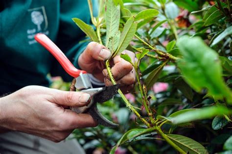 Propagate Rhododendron By Layering