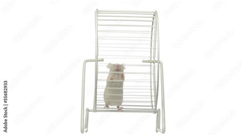 White mouse running in a running wheel Stock Video | Adobe Stock