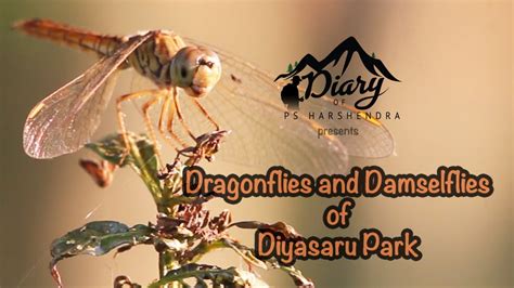 Dragonflies And Damselflies Of Diyasaru Park Thalawathugoda Youtube