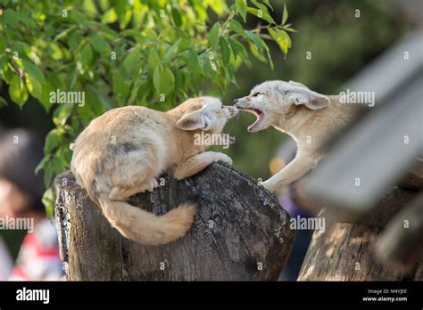 White Fennec fox or Desert fox with big ear Stock Photo - Alamy