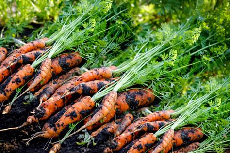 How To Grow And Care For Carrots