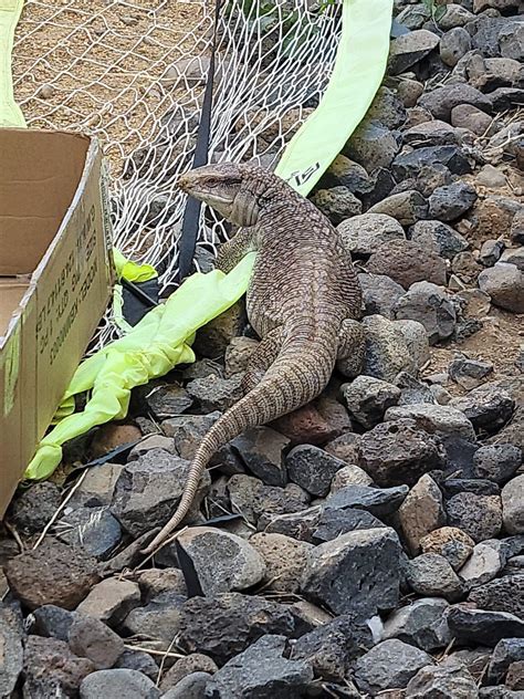 Of all the snakes I’ve relocated, this was definitely not one of them