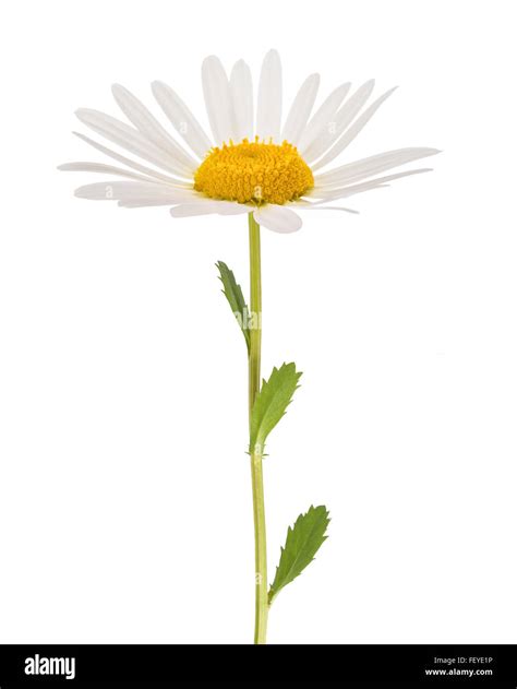 White daisy with stem isolated on white background Stock Photo - Alamy