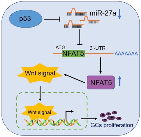 NFAT5 Is Regulated By P53 MiR 27a Signal Axis And Promotes Mouse