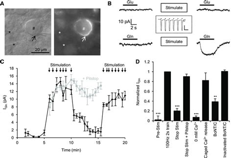 Membrane depolarization rapidly and reversibly induces a calcium and ...