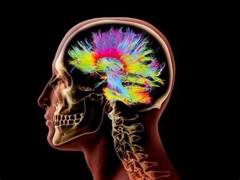 Descubre Dónde Tienes Un Segundo Cerebro Y Lo Que Puedes Hacer Con él