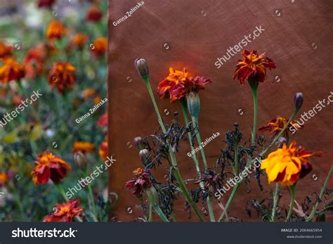 353 Imágenes De Marigolds Die Imágenes Fotos Y Vectores De Stock