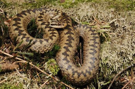 Scopri quali sono i serpenti più comuni in Italia FOTO