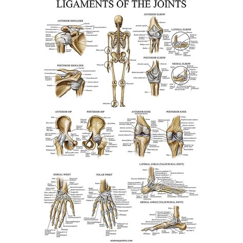 Ligaments of the Joints Anatomical Poster LAMINATED Ligament Anatomy Chart x | Shopee Philippines