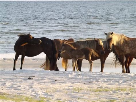 Cedar Island National Wildlife Refuge Beaufort All You Need To Know Before You Go Updated