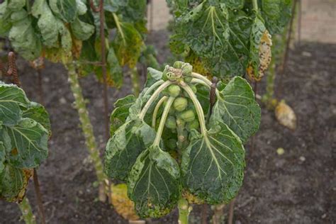 How To Identify And Manage Brussels Sprout Diseases Gardeners Path