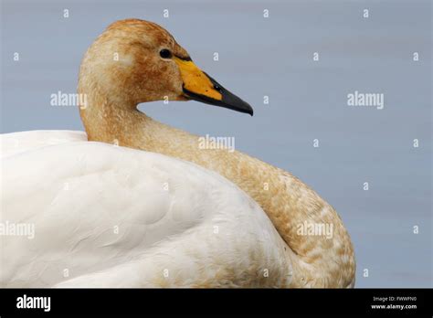 Whooper Swan Cygnus Cygnus Portrait Stood In Lake Stock Photo Alamy