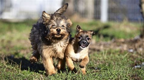 Mannheim Keine Hundesteuer auf Hunde aus dem Tierheim Baden Württemberg