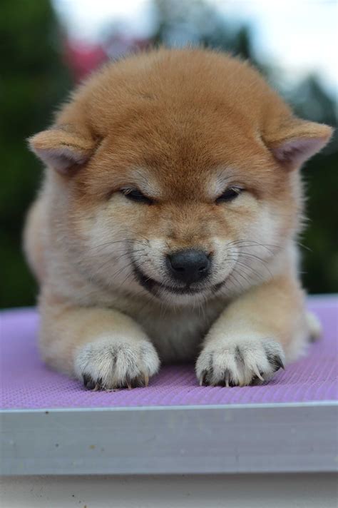 Shiba Inu Shiba Szczeni Ta Z Rodowodem Zkwp Fci W Growiec Olx Pl