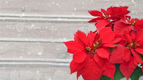 Christmas Poinsettia Care | Year-Round Tips - New England Today