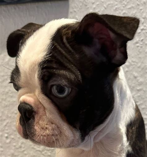 Boston Terrier Welpen Rüde Charlie sucht noch seine neuen