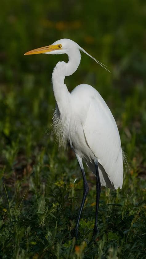 Eastern Great Egret, Elegant Avian Species in Natural Habitat Stock Illustration - Illustration ...