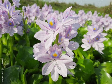 Purple Water Hyacinth Flowers Aquatic Plant Flowers Eichhornia