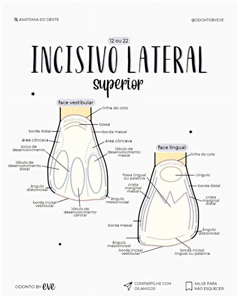 Incisivo Lateral Superior Ou Dente Odontologia Anatomia